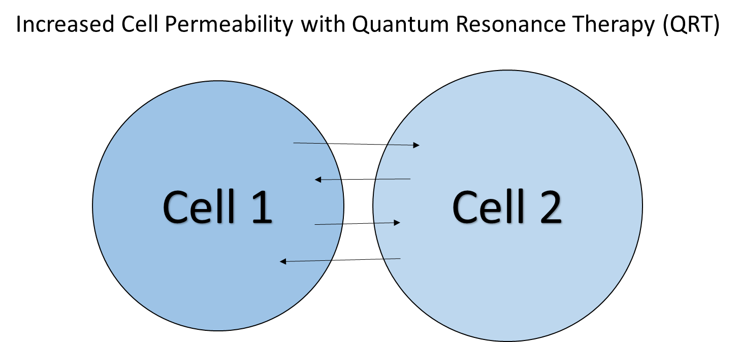 cell membrane permeability